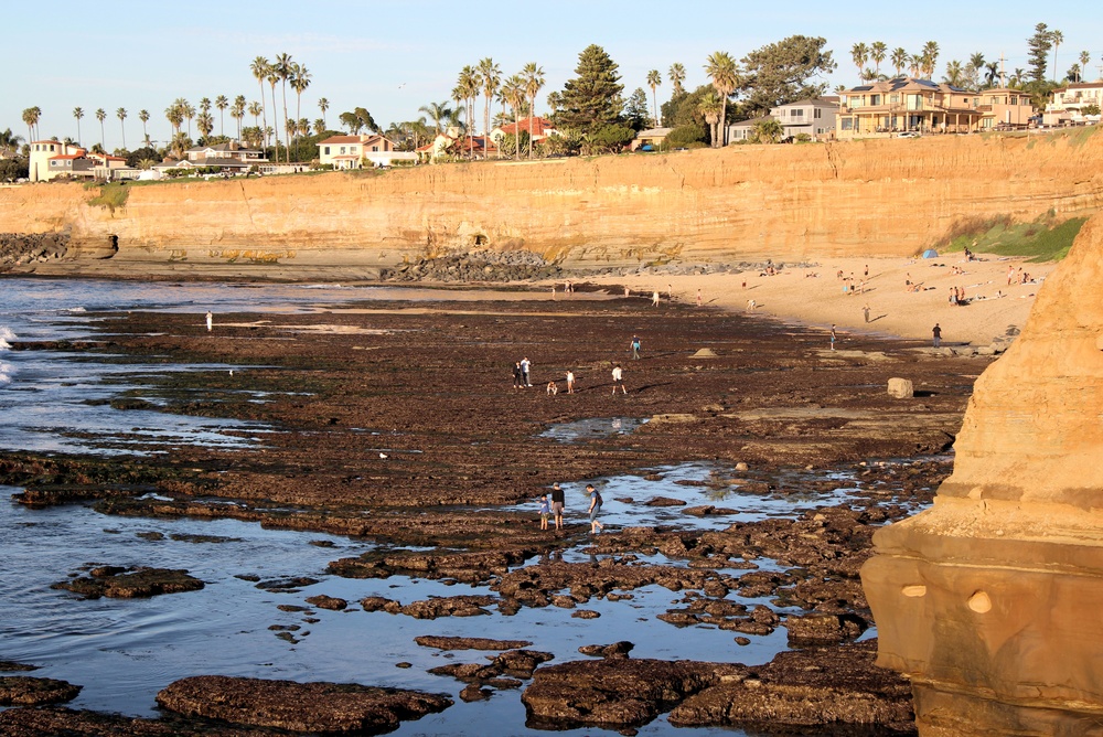 Your Guide to Tide Pooling in & Around Oceanside Blog Article